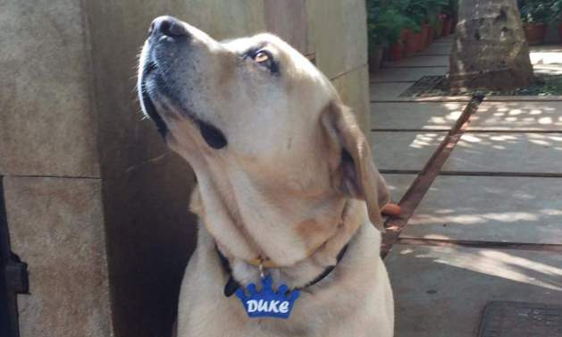 3d- printing- dog- collars - India
